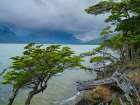 Argentina, Patagonia, Tierra del Fuego. Lago Acigami with lenga beech trees. Art Print